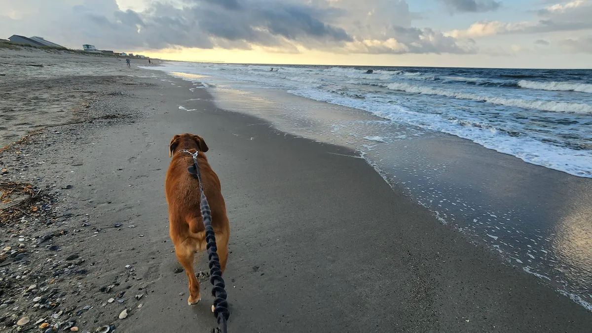Complete Pet-Friendly Guide to Oak Island, NC - Dog-Friendly Beaches & Vacation Rentals